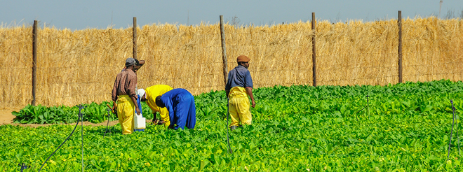 growth-zimbabwe.jpg